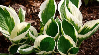 beautiful white and green hostas coming out of the ground, while brown mulch is around them