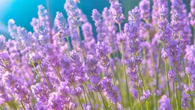 beautiful and purple thin lavender flowers coming out and getting reflection of the sun while there is a lens flare on the left corner