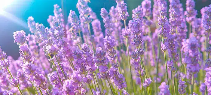 beautiful and purple thin lavender flowers coming out and getting reflection of the sun while there is a lens flare on the left corner