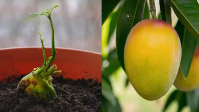 orange mango seed sprouting in soil and mango hanging from a tree