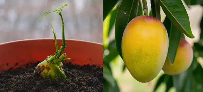 orange mango seed sprouting in soil and mango hanging from a tree