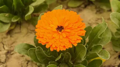 one bright orange marigold looking beautiful popping out of it's leaves, while other green leaves and space of dirt in the background