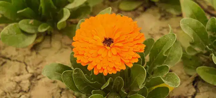 one bright orange marigold looking beautiful popping out of it's leaves, while other green leaves and space of dirt in the background