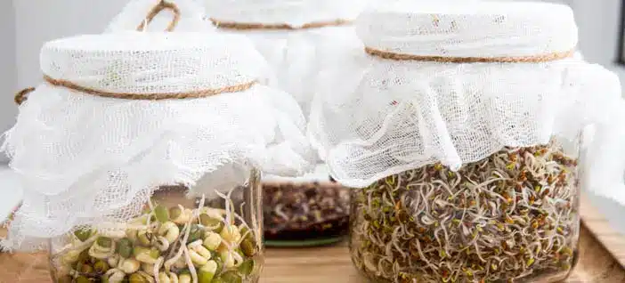 seeds sprouting in a jar covered in a cheesecloth. image showing the best seeds to sprout in a jar/