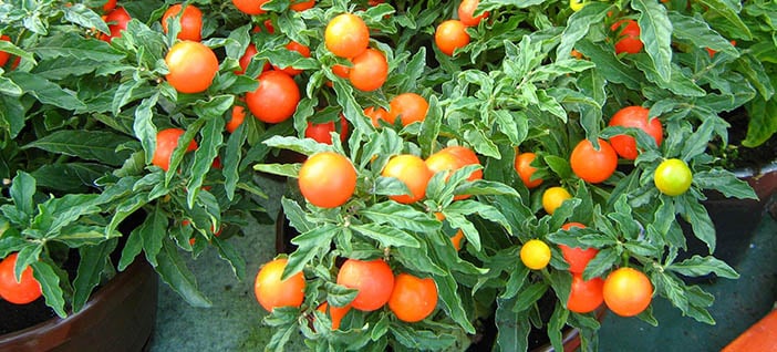 cherry tomatoes growing in container and ready to be harvested, looking tasty and red