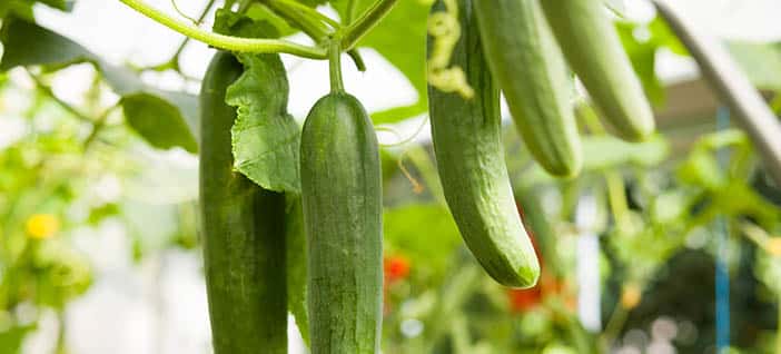 picture of a cucmbers growing in container with trellis