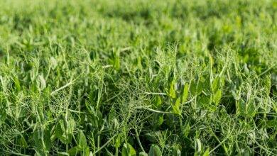 grass and weed cutter