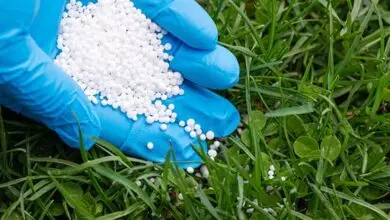 hand with blue glove spreading white fertilizer on lawn