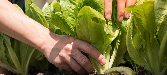 picture of lettuce growing in soil, when a woman pulled them out when they are ready to harvest