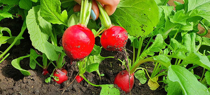 bright red looking radished harvested from the ground while looking beautifully delicious