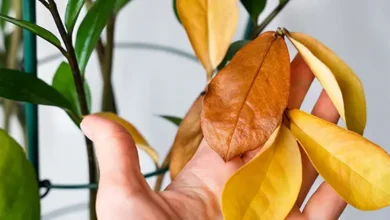 hand holding yellow leaves, on a background of green leaves, suggesting the title of the article: "how to fix yellow leaves"