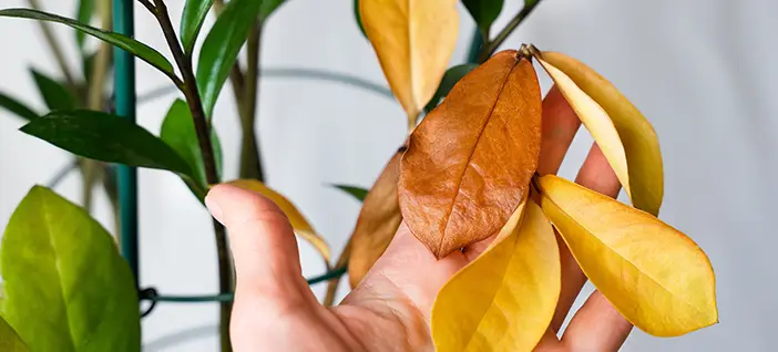 hand holding yellow leaves, on a background of green leaves, suggesting the title of the article: "how to fix yellow leaves"